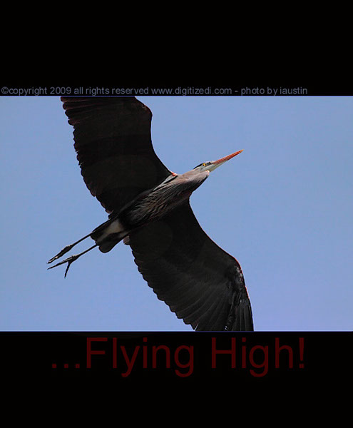 Blue Heron Flying High