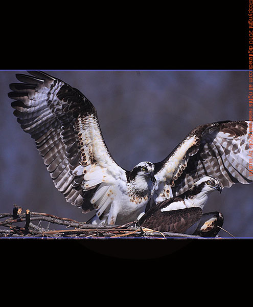 Osprey Pair Nesting I