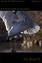 Seagull-In-Flight1