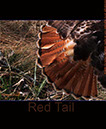 Red Tail Only