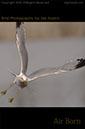 Seagull-In-Flight
