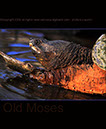 Snapper Old Moses