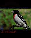 Red-Breast Grosbeak