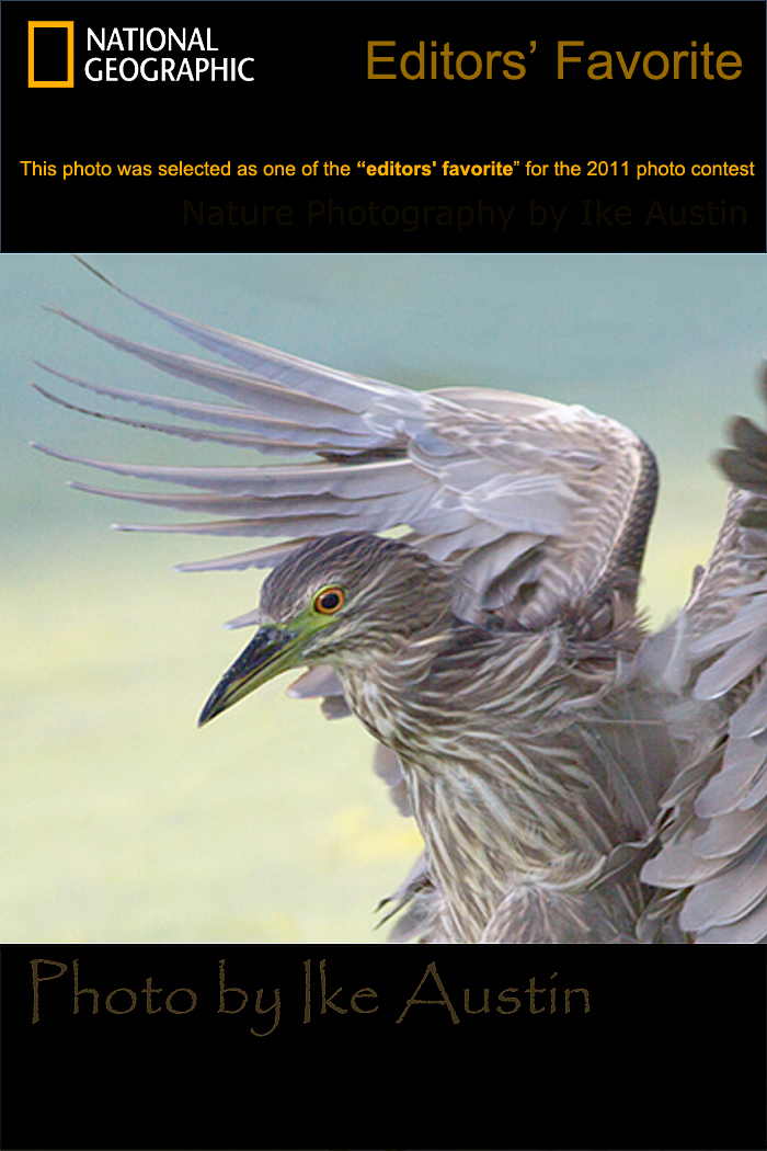 Michigan Birds