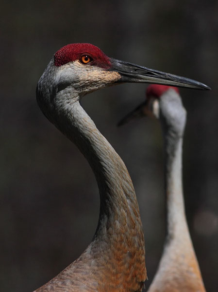 SandHill Cranes III