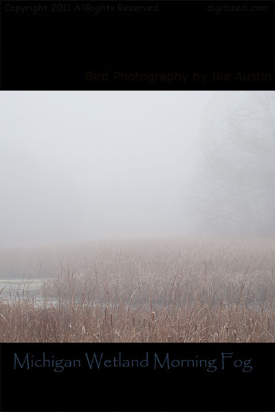 Wet Land Fog