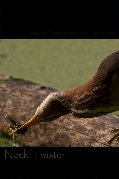 Green-Heron-Twisted