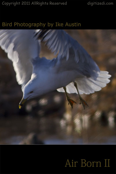 Seagull-In-Flight1