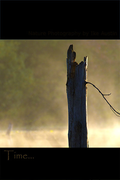 Tree Stump in Sunshine