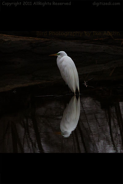 Great White Egret