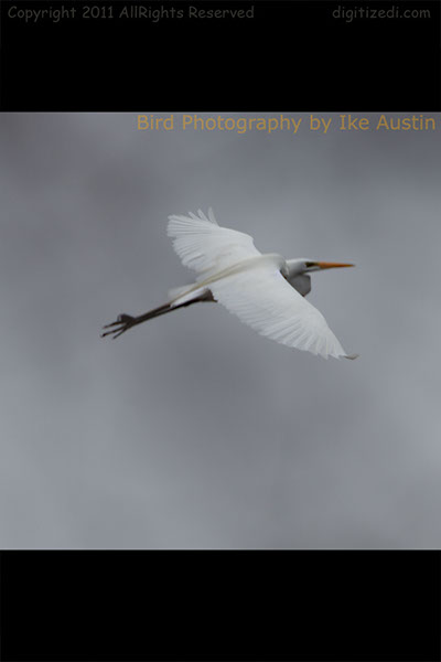 Great White Egret Rising