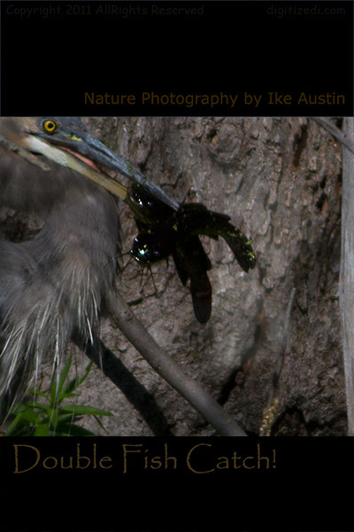 Blue-Heron-Double-Fish-Catch