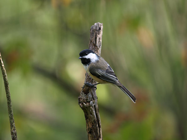 Chickadee II