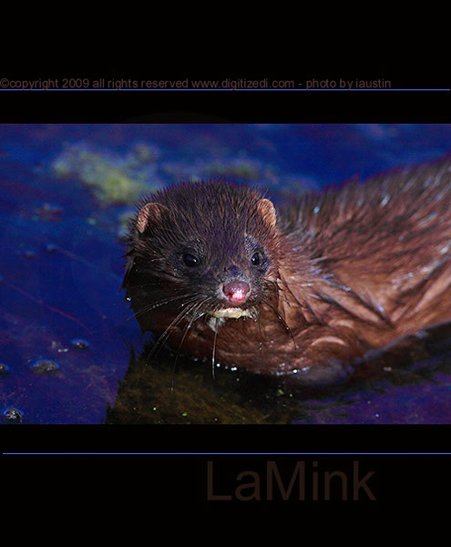 Mink I