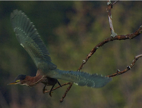 Green Heron Take Fight copy