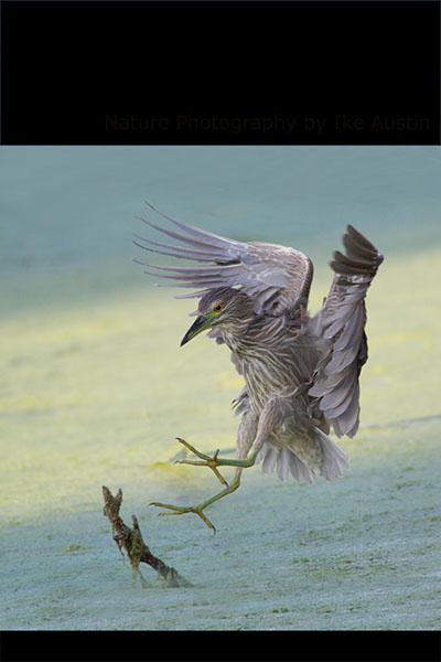 Night-Heron-Juvenile