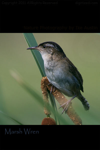 Marsh Wren