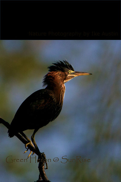 Green Heron SunRise