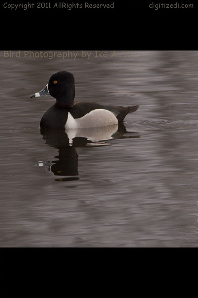 Ring Billed Duck2