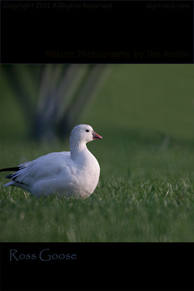 Ross Goose