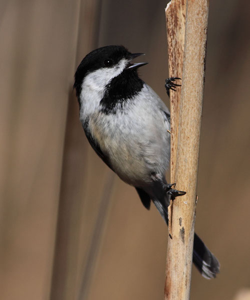 Chickadee 2