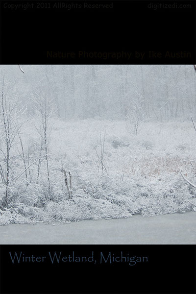 Winter Wetlands