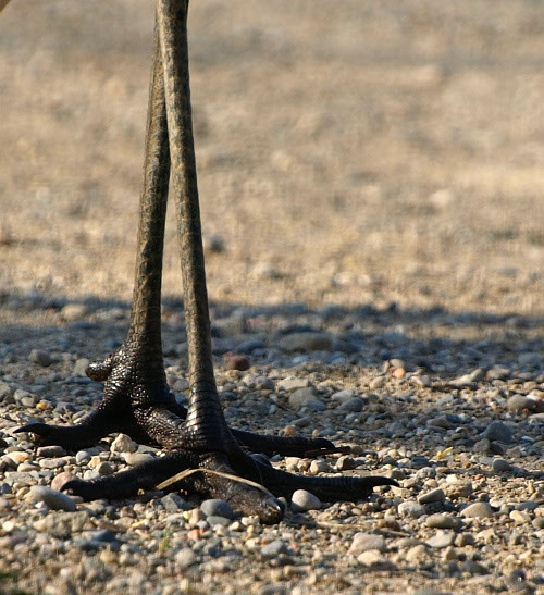 SandHill Crane - Ancient Feet