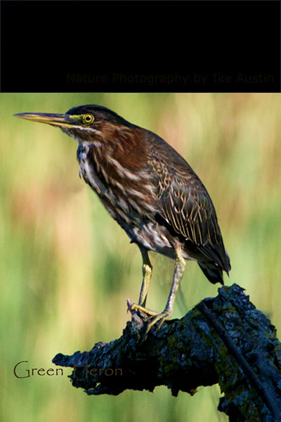 Green Heron Sun Rise