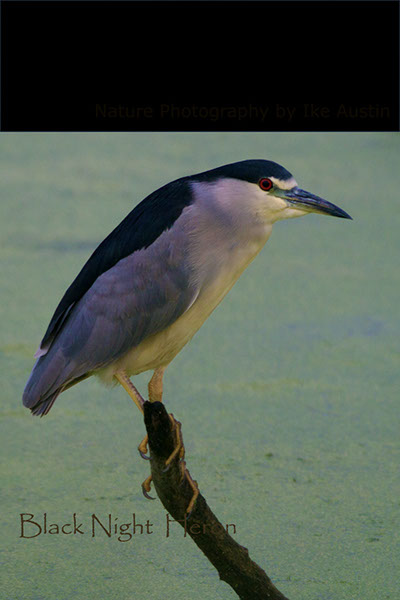 Night-Heron