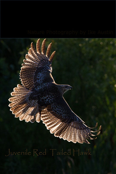 Red Tailed Hawk - Full Spread