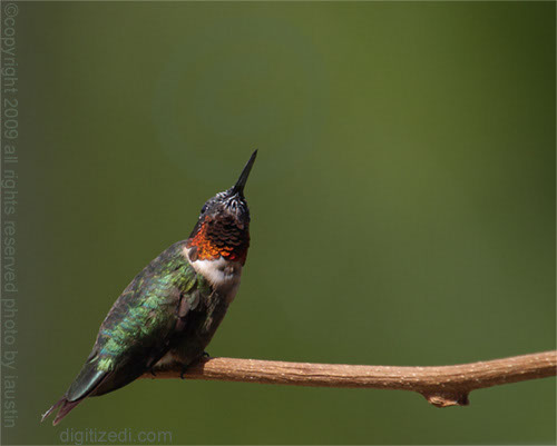 HummingBird 1