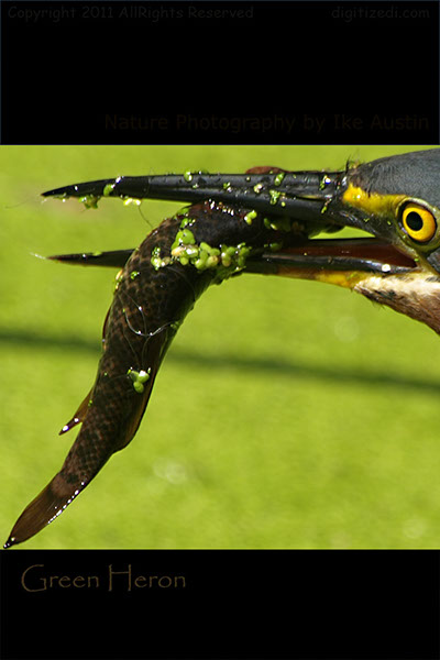 Green Heron