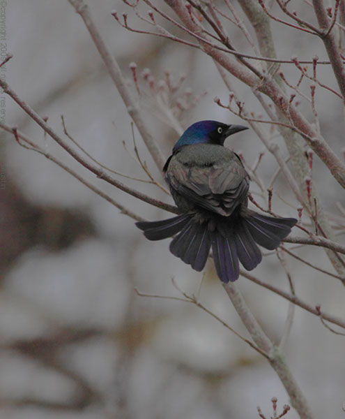 Grackle - I'm a Peacock!