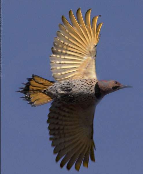 Flicker in Flight