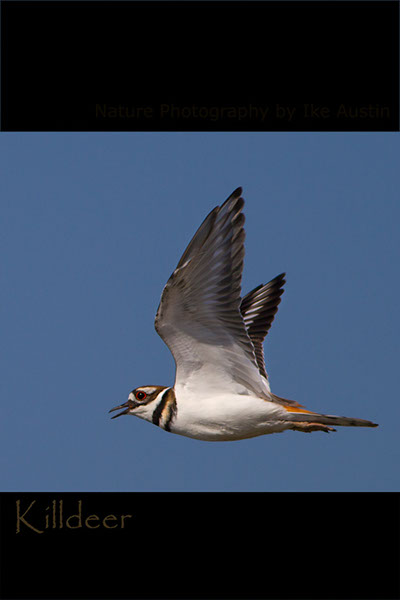 Killdeer