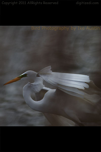 Great White Egret III