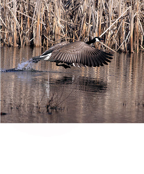 Geese Skip and a Hop