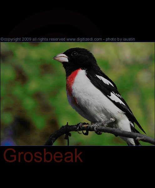 Red-Breast Grosbeak