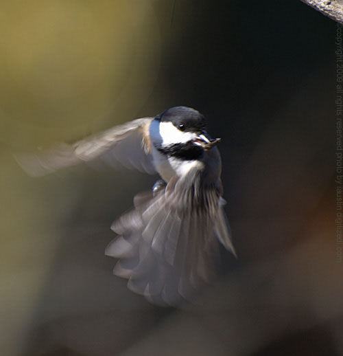 Chickadee On the Move