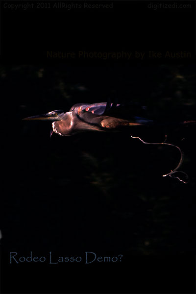 Grey Heron Lasso