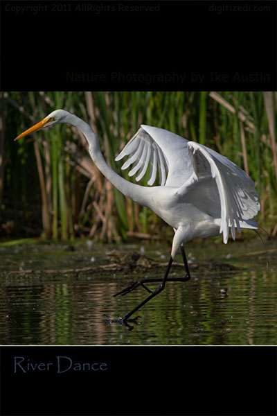 Great-White-EgretRiver-Dance