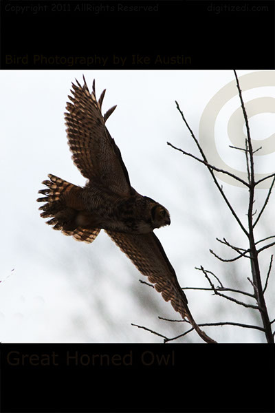 Great Long Horned Owl-Gliding