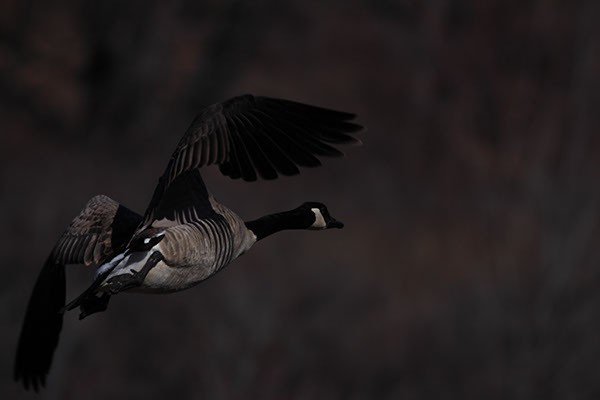 Canadian Geese Morning Cruis'inJPG