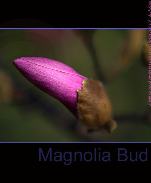 Magnolia Bud