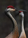 SandHill Cranes III