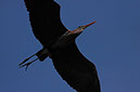 Grey Heron Overhead