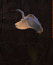 White Egret Music in Motion