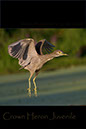 Night-Heron-Juvenile 2