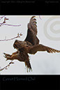 Great Horned-Owl-Landing