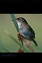 Marsh Wren